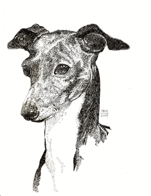 Italian Greyhound Print