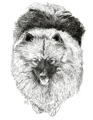 Keeshond Limited Edition Print