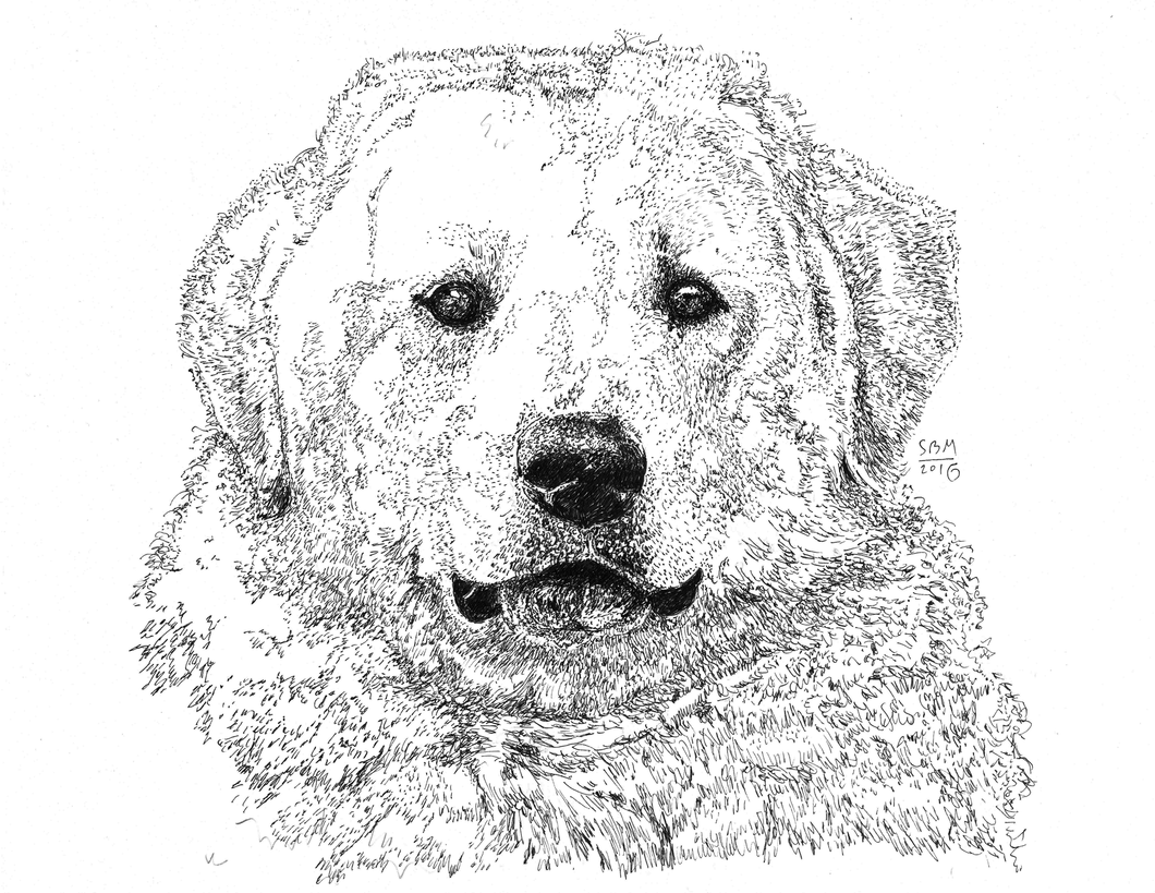 Kuvasz LImited Edition Print