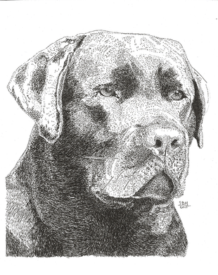 Labrador Retriever Print