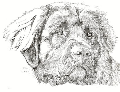 Leonberger Print