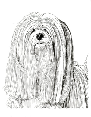 Lhasa Apso Limited Edition Print