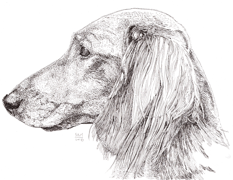 Dachshund Long-Haired Print