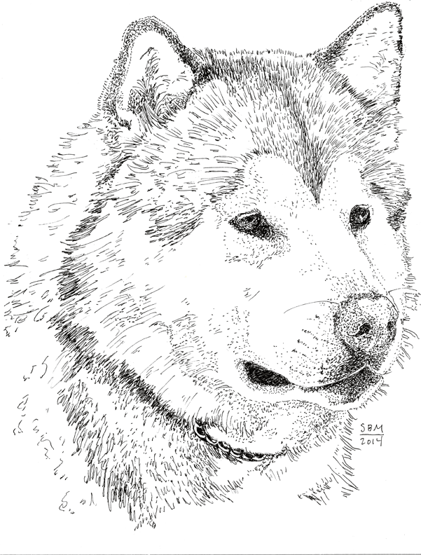 Alaskan Malamute Print