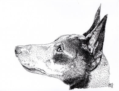 Manchester Terrier (Toy) Print