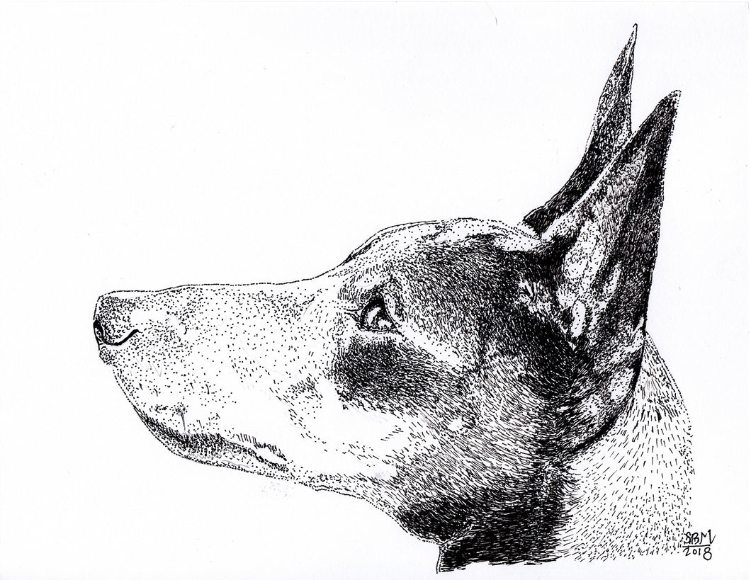 Manchester Terrier (Toy) Print