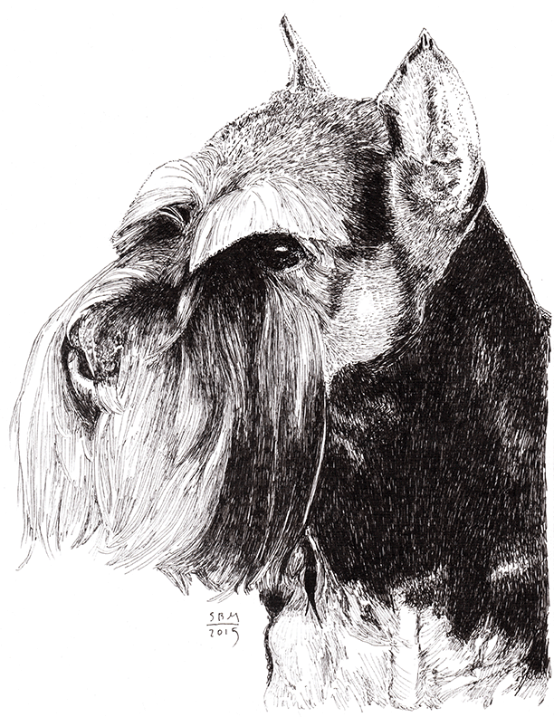 Miniature Schnauzer Print