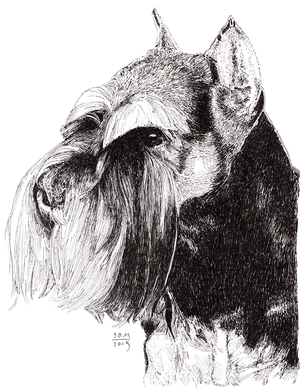 Miniature Schnauzer Cards 10 Cards