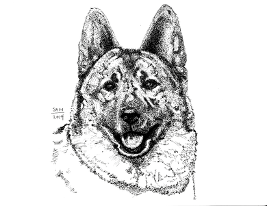 Norwegian Elkhound Print