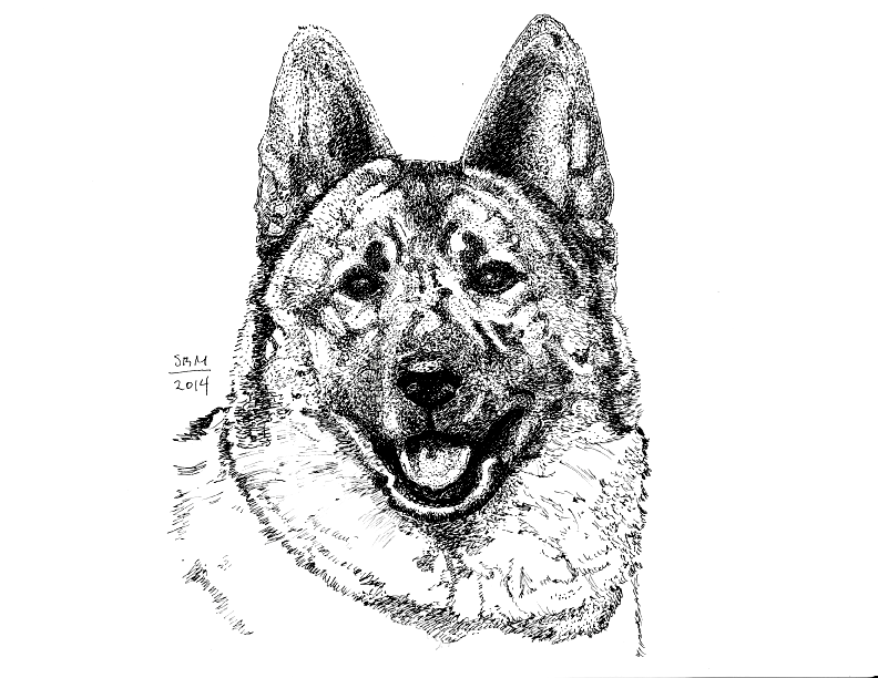 Norwegian Elkhound Print