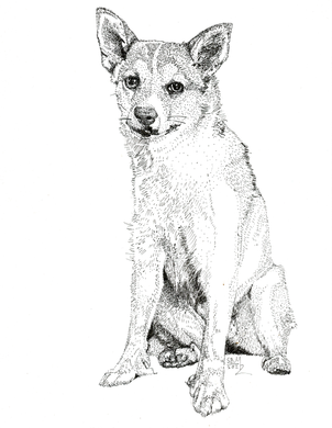 Norwegian Lundehund Print