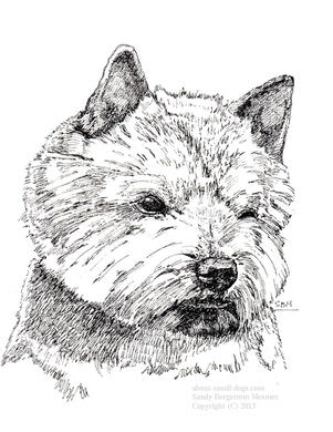 Norwich Terrier Print