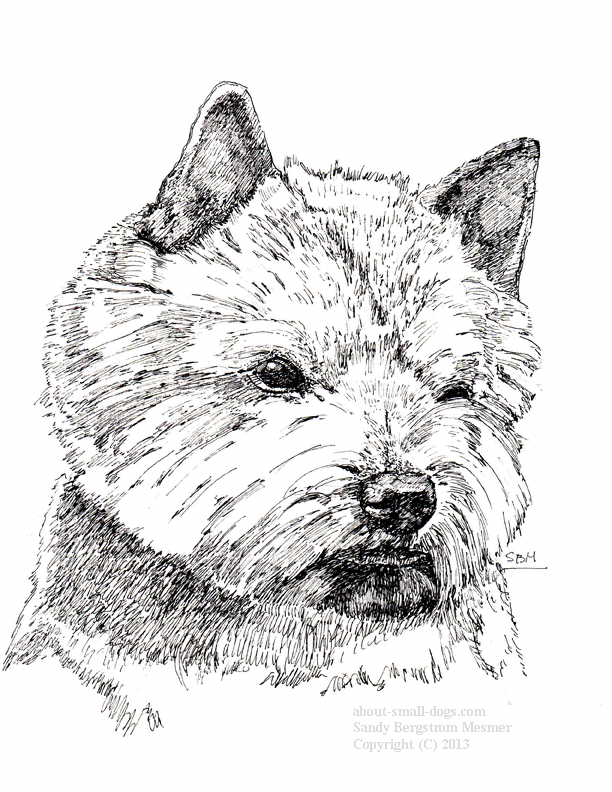 Norwich Terrier Cards 10 Cards
