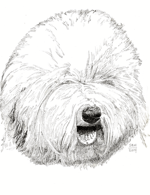Old English Sheepdog Cards 10 Cards