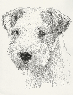 Parson Russell Terrier Cards 10 Cards