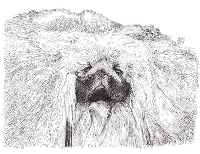 Pekingese Print