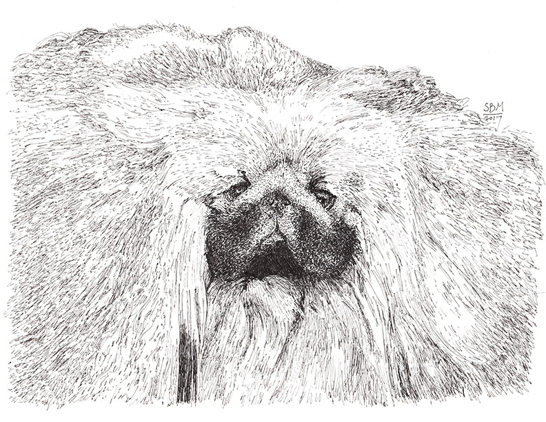 Pekingese Cards 10 Cards