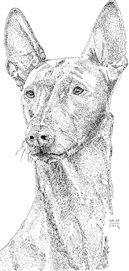 Pharoah Hound Cards 10 Cards