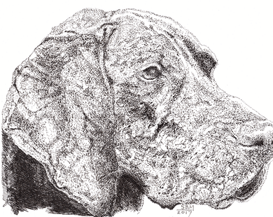 Plott Hound Print