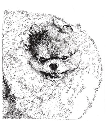 Pomeranian Cards 10 Cards