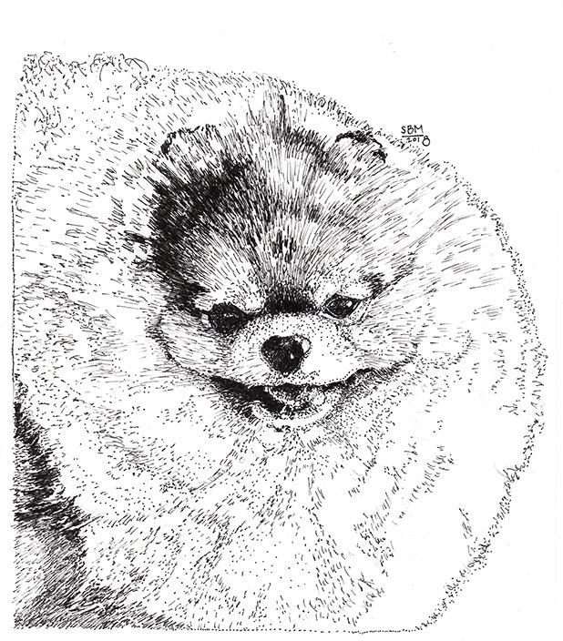 Pomeranian Cards 10 Cards