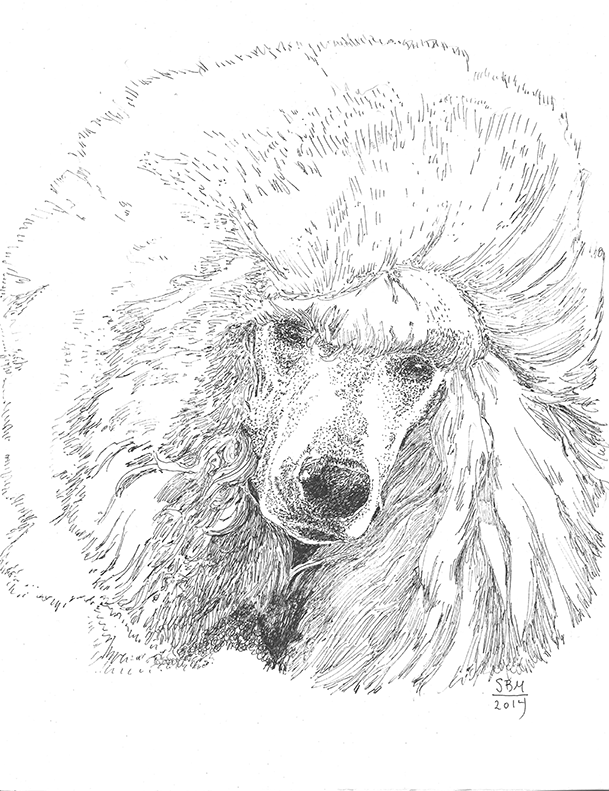 Poodle Standard Cards 10 Cards
