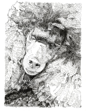 Poodle, Miniature Print