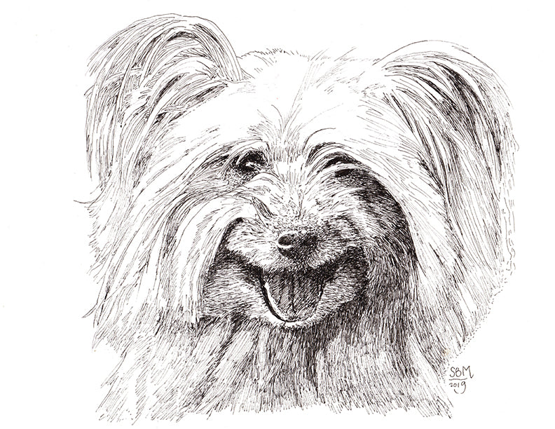 Pyrenean Shepherd Print