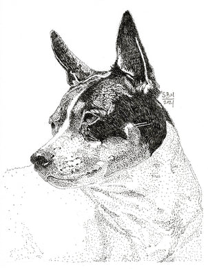 Rat Terrier Print