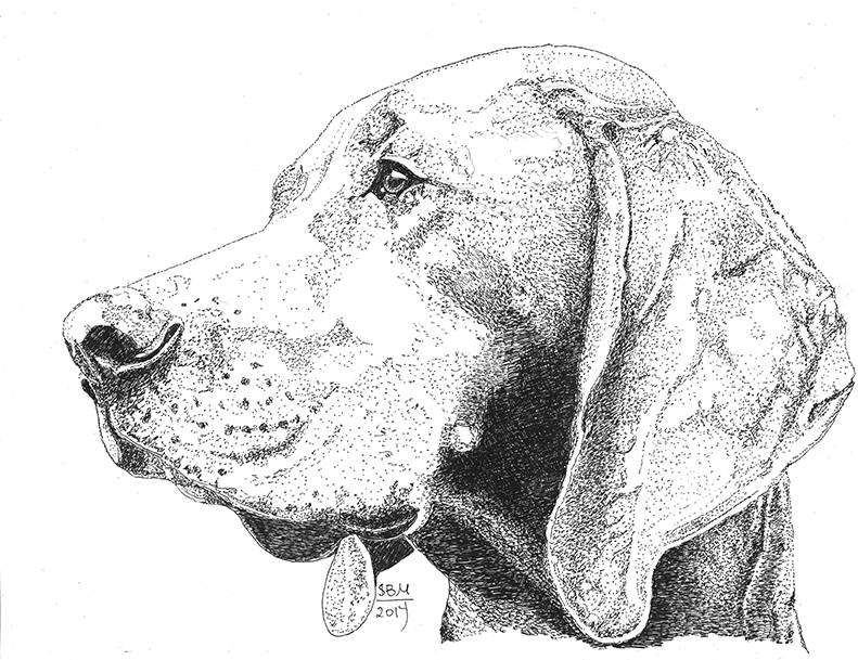 redbone coonhound treeing drawing