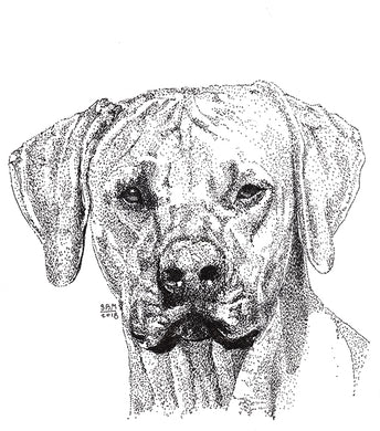 Rhodesian Ridgeback Cards 10 Cards