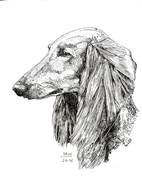 Saluki Cards 10 Cards