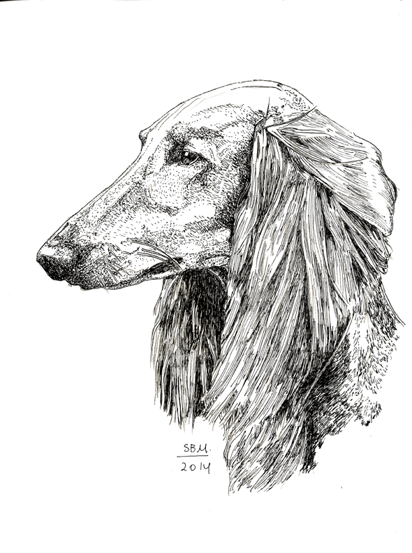 Saluki Print