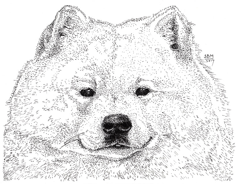 Samoyed Cards 10 Cards