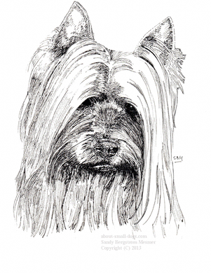 Silky Terrier Rocket Print