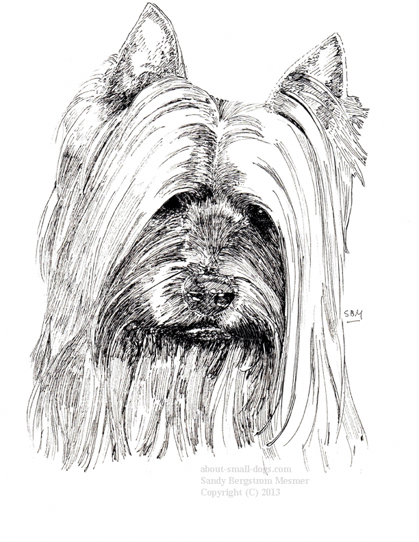 Silky Terrier Rocket Cards 10 Cards