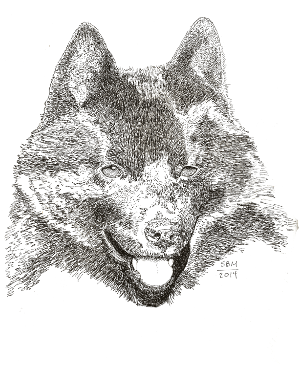 Schipperke Print