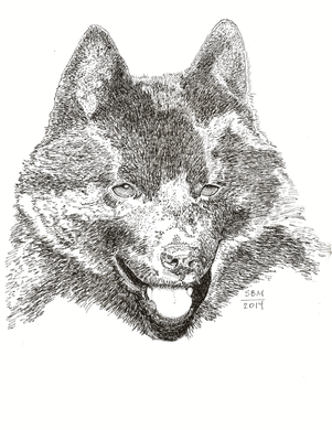 Schipperke Cards 10 Cards