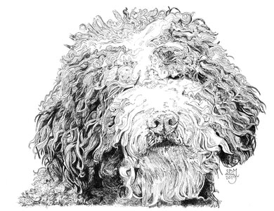 Spanish Water Dog Print