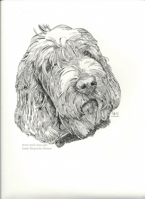 Spinone Italiano Print