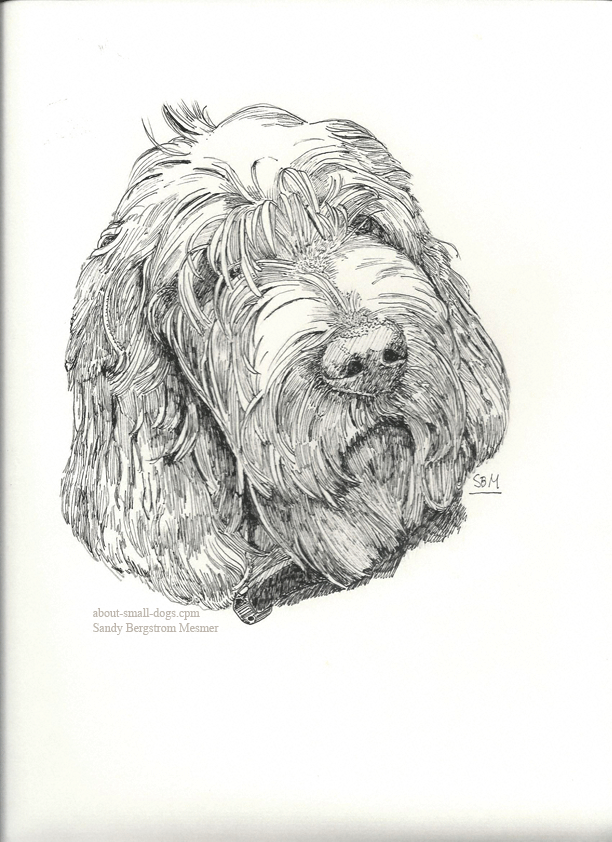 Spinone Italiano Cards 10 Cards