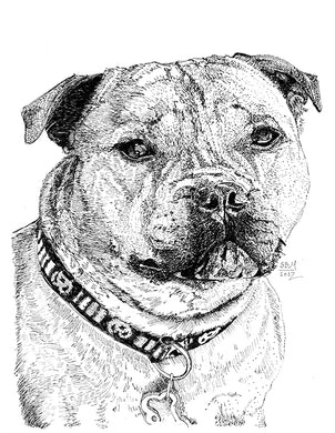 Staffordshire Bull Terrier Print