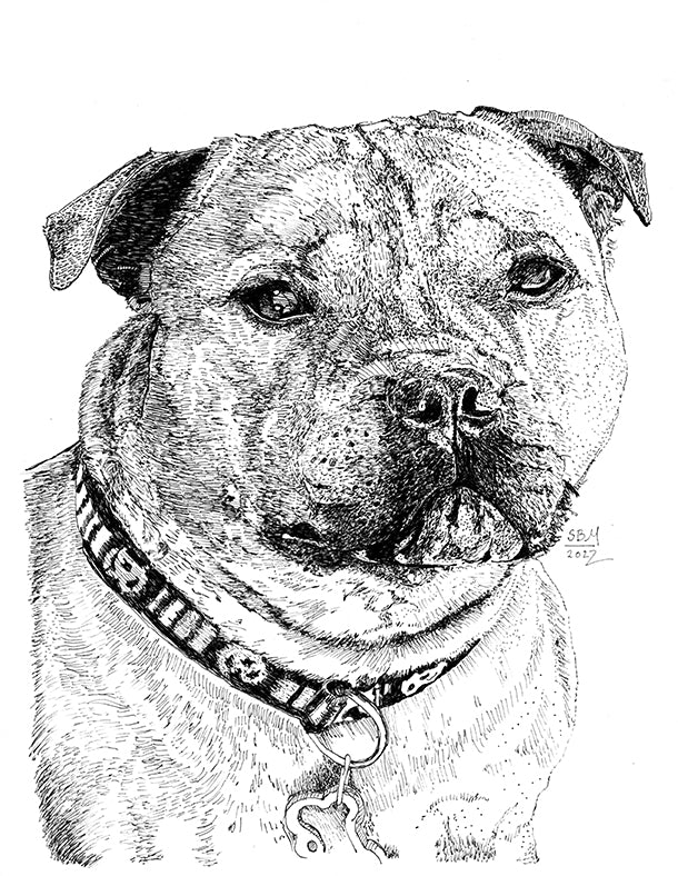 Staffordshire Bull Terrier Cards 10 cards