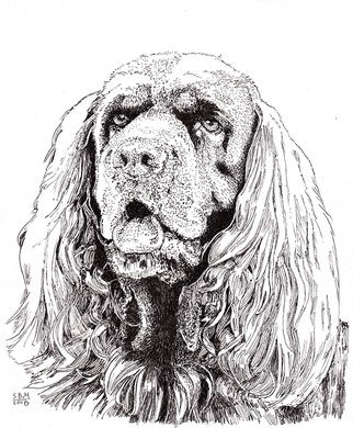 Sussex Spaniel Print