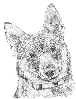 Swedish Vallhund Print