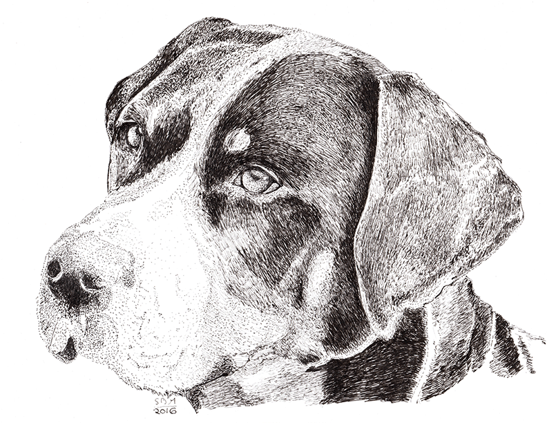 Greater Swiss Mountain Dog Print