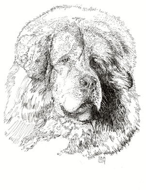 Tibetan Mastiff Cards 10 Cards