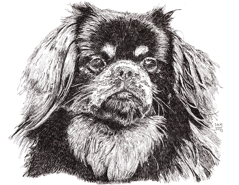 Tibetan Spaniel Print