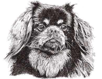 Tibetan Spaniel Cards 10 Cards