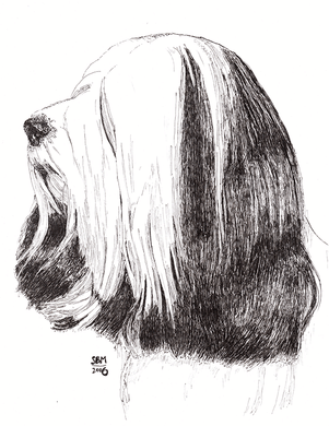 Tibetan Terrier Print